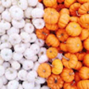 Meet your Posher, Payton